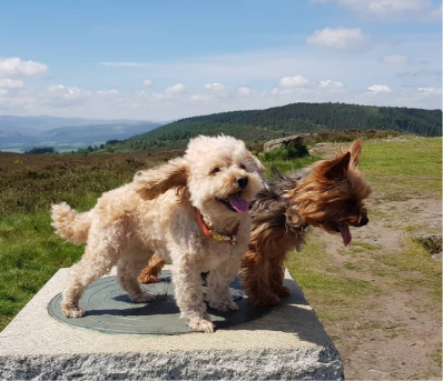 Molly & Poppy